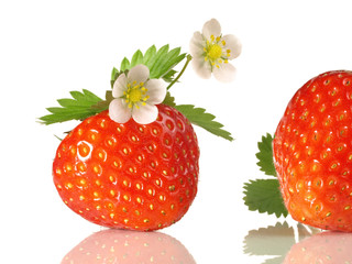 Erdbeere mit Erdbeerblüte