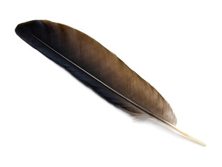 Feather Isolated