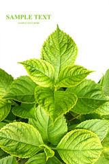 Leaves of a hydrangea