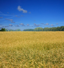Landscape with wheat