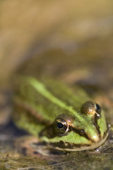 Teichfrosch