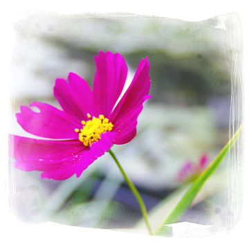 meadow flower - picture with artistic border