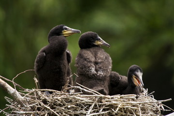 Kormoranküken im Nest