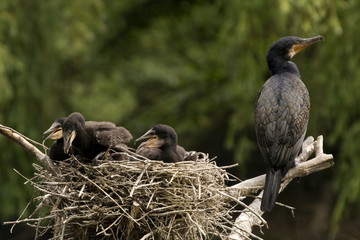 Kormoranküken im Nest