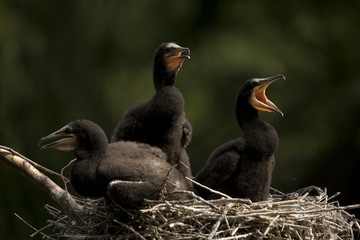 Kormoranküken im Nest © Alexander von Düren
