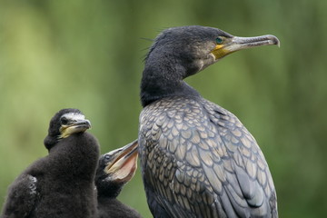 Kormoran Altvogel mit Küken