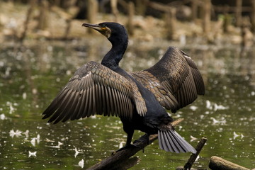 Kormoran