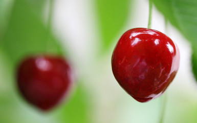 Cherry
