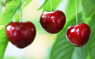 Three ripe cherries on the tree