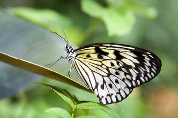 Butterfly fold wing 1
