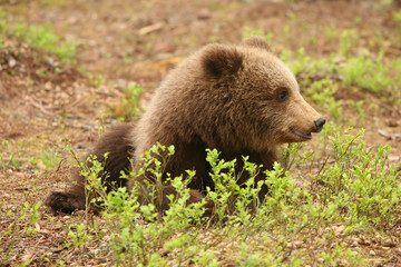 Little brown bear sitting on the ground behind a bush