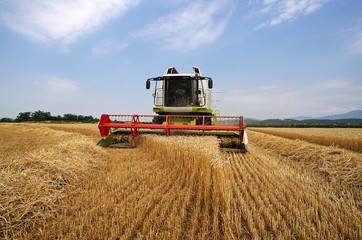 Fototapeta premium mietitura