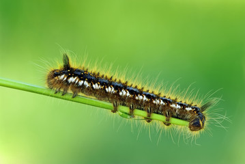 caterpillar macro (Acronicta euphorbiae )