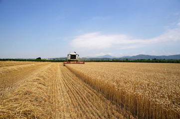 Obraz premium mietitura