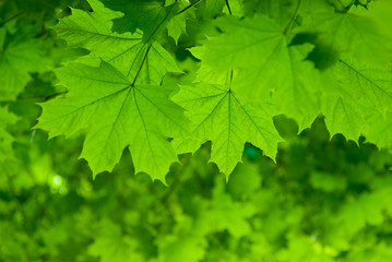 Fresh green maple leaves