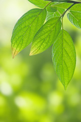 green leaves