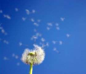 Dandelion