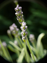 Lavendel Makro