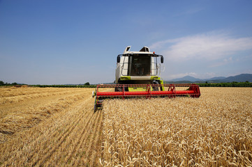 Fototapeta premium mietitura