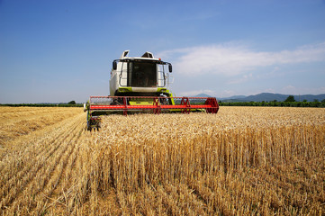 Fototapeta premium mietitura