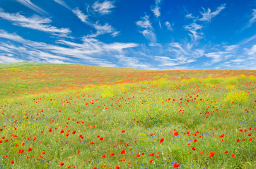 Meadow with poppies, cornflowers and other yellow flowers