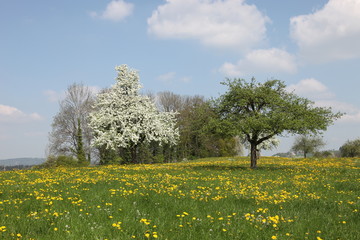 Bl&uuml;tenlandschaft
