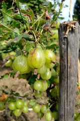 Natürliche Stachelbeeren