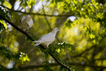 Hochzeitstauben machen Pause
