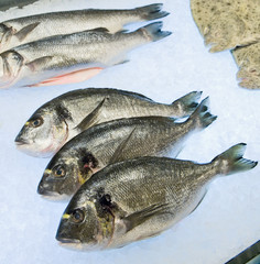 Fish Dorado