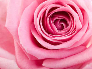 beautiful pink rose