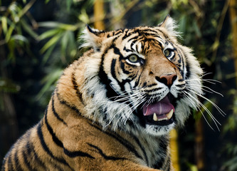 sumatran tiger