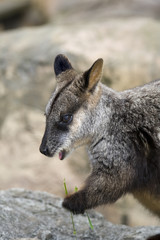 wallaby eating