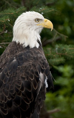 Bald eagle