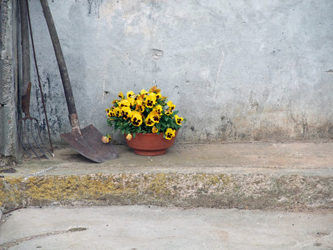 Blumentopf mit Feilchen