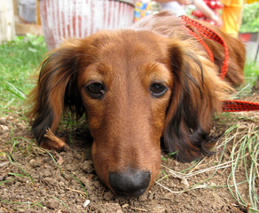Lonely dog long-haired dachshund