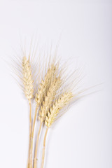 wheat ears