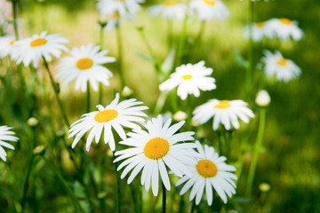 Fototapeta premium Summer daisies