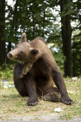 Young wild bear on the grass