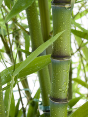 Obraz premium Bambus 01