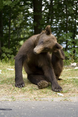 Young wild bear on the grass