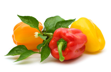 colorful bio fresh paprika