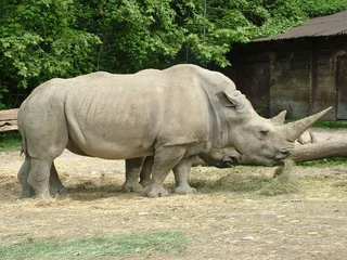 Foto op Plexiglas rinoceronte © michelevalente