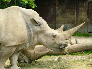 Obraz premium rinoceronte