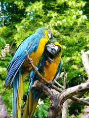 parrots