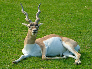 african animal