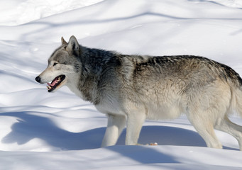 Gray Wolf