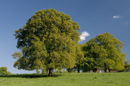 Arbres dans une prairie 3749
