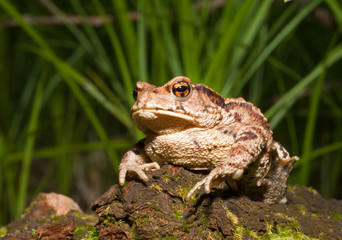 Toad (Bufo gargarizans) 8