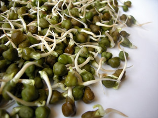 Green chick pea sprouts thirteen