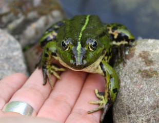 Frosch